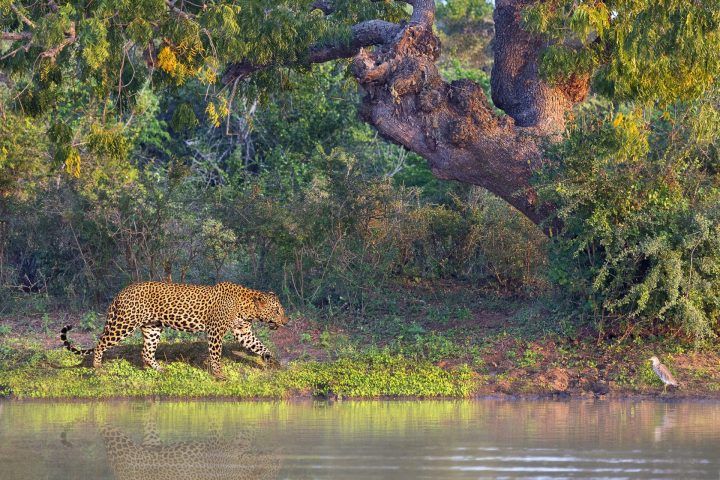 A leopard in Yala National Park