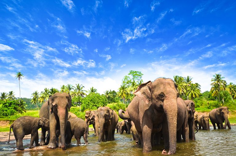 Elephants in Sri Lanka