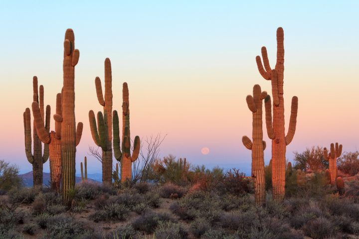 Saguaro Cacti in Mexico at sunrise