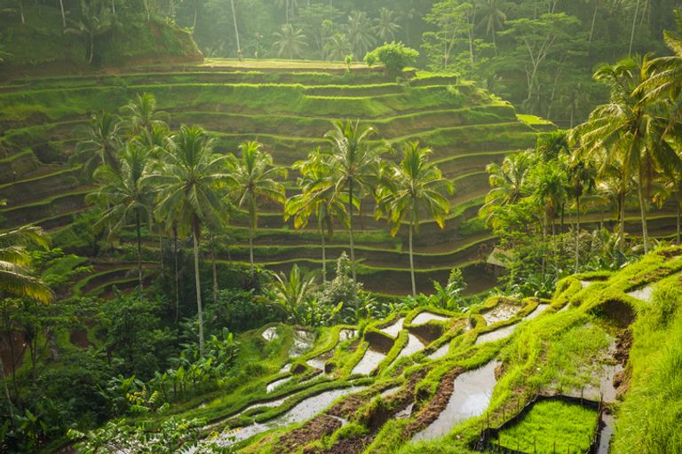 Rice Terraces, Ubud, Bali