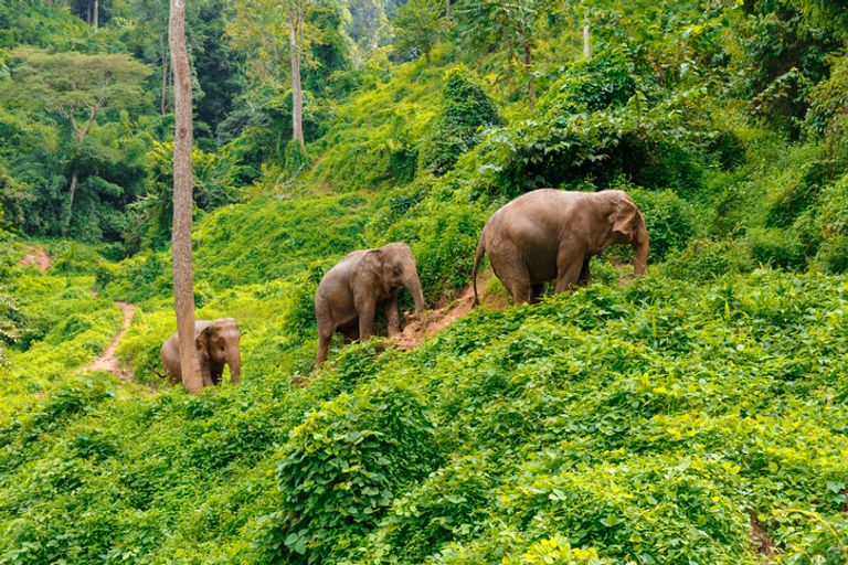Three Elephants Walk At The Jungle In Chiang Mai, Thailand